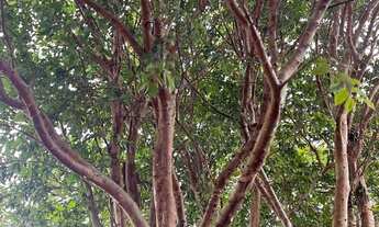 Imagem 3: Sitio Terreno / lote com venda por R$230.000