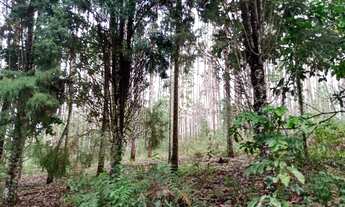 Imagem: Lindo terreno em eucaliptal