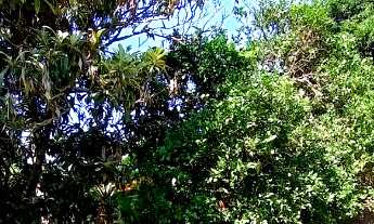 Imagem 7: Casa á venda em Imbituba, no bairro Alto Arroio, a 150 metros até a lagoa de Ibiraquera