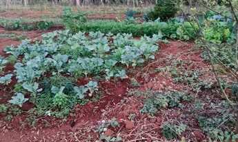 Imagem 4: Sítio com casa nova água e luz estalado a 5km de Senador Modestino Gonçalves