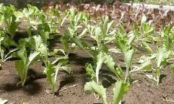 Imagem 3: NI- Lindo apartamento na Madalena | 02 Quartos