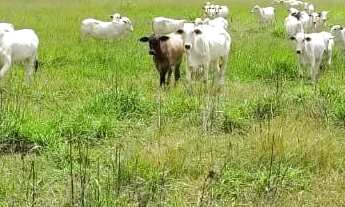 Imagem: Fazenda à Venda, zona rural, Rubiataba