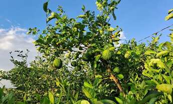 Imagem: Sítio a 56km de Boa Vista