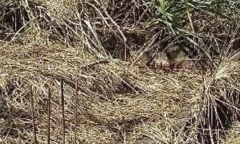 Imagem 4: Lote Comercial - Petrolina de Goiás