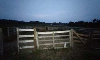 Imagem 7: Fazenda com 6.500.000m2 na AM-254 Careiro Castanho. Benfeitorias e Implementos Agrícolas