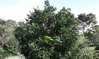 Imagem 3: Sítio 30.000 m2 em Cambui-MG