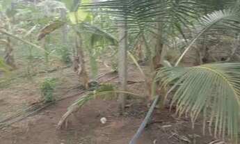 Imagem 3: Sítio Chácara com venda por R$350.000