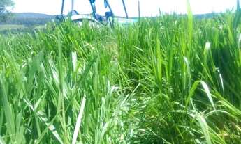 Imagem 5: FAZENDA A VENDA EM CAMPO VERDE!!!