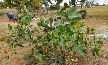 Imagem 7: Venda ou Permuta - Rancho em Campos Lindos, Cristalina - GO