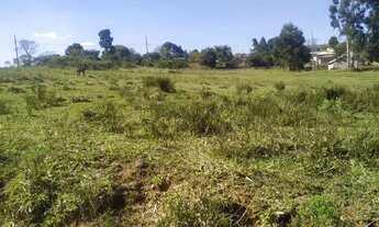 Imagem 3: Periquitos - Vila Romana