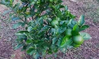 Imagem 6: Belo sítio medindo 2.500 m² em Cachoeiras de Macacu, com uma vista espetacular