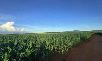 Imagem 4: Fazenda a Venda - Itaberaí - GO