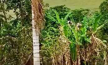 Imagem 5: Chácara com casa confortável e pomar com frutas variadas