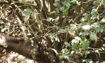 Imagem 3: Terreno em serra azul