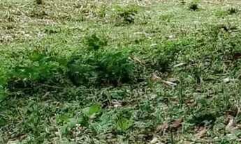 Imagem 6: Terreno 19 mil m2 pasto em Nazaré Paulista SP