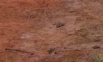 Imagem: Terreno31mx32mvazea verde