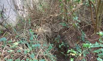 Imagem 4: Terreno à venda em Jardim Pinheiros - SP