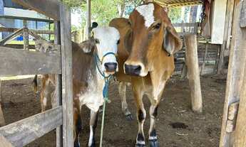 Imagem 6: Vendo Lindo Sítio em Girassol