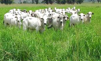 Imagem: Fazenda no Estado do Pará Com 300Ha, por