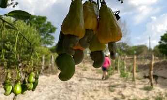 Imagem 4: Vendo ou troco em casa em Goiânia sito 10 alqueire