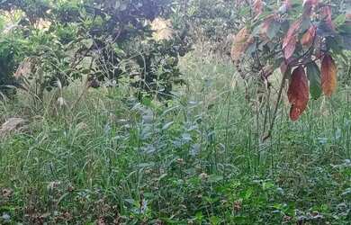 Imagem 3: Vendo excelente sítio em laje