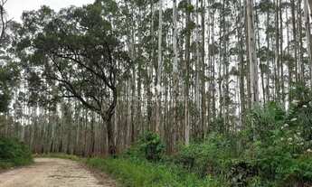 Imagem 7: Chácara de 128.000m2 próximo de Curitiba e Almirante Tamandaré-PR