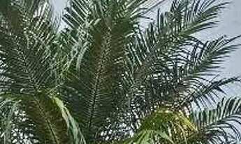 Imagem: Vendo apto. De 77m², com 1 suíte e 2 quartos