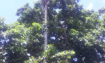 Imagem 9: Chácara no Recanto do Alá, Mirassol sp Aceita Troca até 350 mil