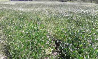 Imagem 7: Vende-se Fazenda Região de Ribeirão Claro e Carlópolis PR