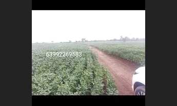 Imagem 6: FAZENDA DE 590 ALQUEIRES, PLANTANDO 962 HECTARES, VALOR: R$ 147.000.000 MILHÕES