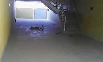 Imagem 2: Cobertura com 2 dormitórios para alugar, 100 m² por R$ 2.024,00/mês - Parque Capuava - San