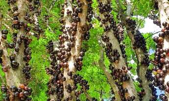 Imagem 2: Sítio em esmeraldas com piscina 60 km de bh