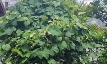 Imagem: Aconchegante sobrado no Xaxim