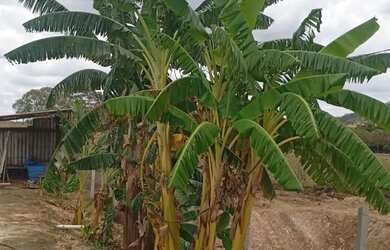 Imagem 6: Chácara à venda com 1.523m² Trindade/GO Chácara à Venda, 1523.00 por R$ 165000.00 VN34430