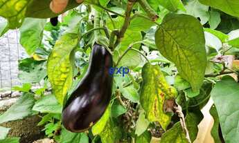 Imagem 3: Casa à Venda em Teresópolis - 3 Quartos, 200m²