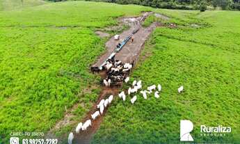 Imagem 5: Fazenda com solos de altíssima fertilidade natural situada na região de Abreulândia-TO