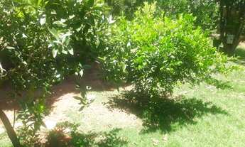 Imagem 11: Chácara no Recanto do Alá, Mirassol sp Aceita Troca até 350 mil