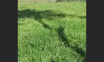 Imagem: Excelente Fazenda com 278 hectares Prado