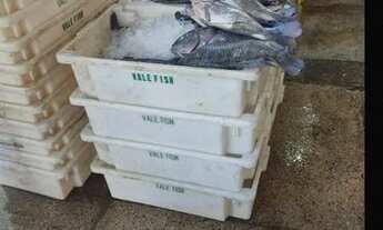 Imagem 3: Banca de Peixe no Mercado