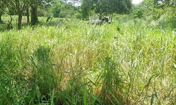 Imagem 7: Sitio 9 hectares e meia valor 295.000