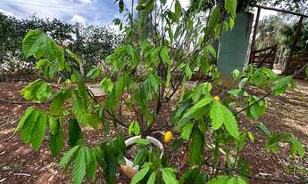 Imagem 3: Chácara a venda