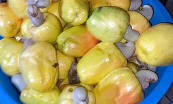 Imagem: Sítio oportunidade, 11 alqueire