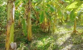 Imagem: Venda Sitio com duas casas e diversas benfeitorias