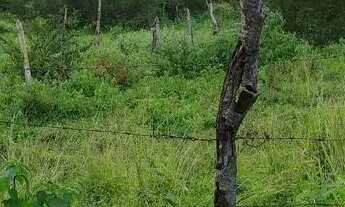 Imagem 3: Terreno de 6,5 Tarefas