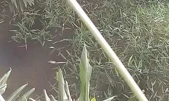 Imagem 5: Seu Paraíso Particular! Chácara Espetacular no Jd. Serrinha