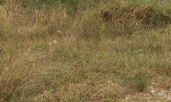 Imagem: Lote/Terreno para venda possui 1405 metros