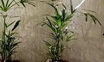 Imagem: Apartamento em Santa Cruz (barreiro) - Belo