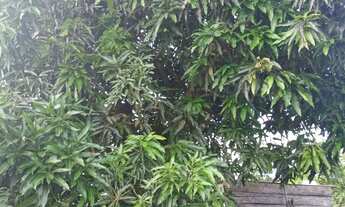 Imagem 4: Vendo ou troco um sítio localizado no janaoca comunidades do italiano