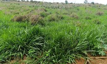 Imagem 5: Linda sítio a venda todo empastado