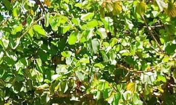 Imagem 2: Vende-Se Casa Casa com 2 dormitórios